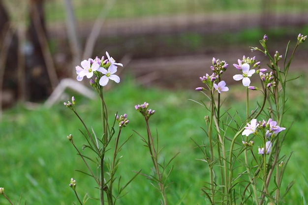 Zdjęcie zbliżenie fioletowej rośliny kwitnącej na polu