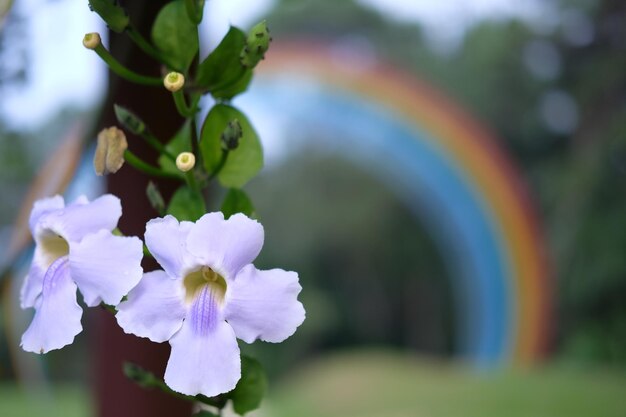 Zdjęcie zbliżenie fioletowej rośliny kwitnącej w parku
