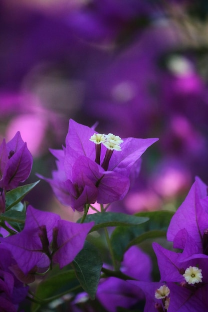 Zdjęcie zbliżenie fioletowej rośliny kwitnącej