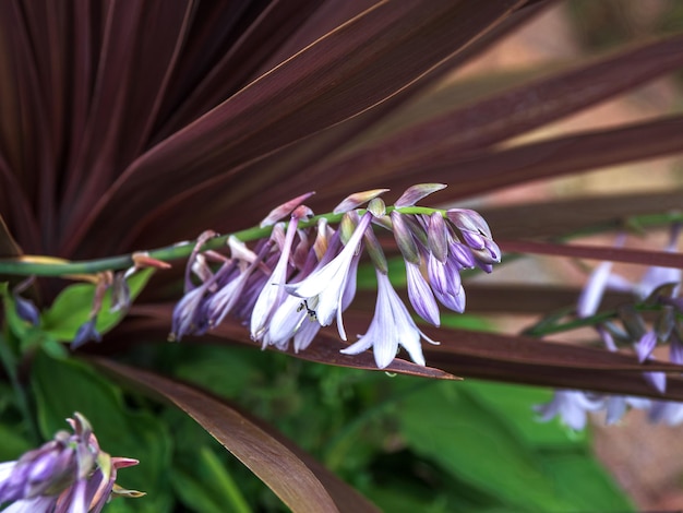 Zdjęcie zbliżenie fioletowej rośliny kwitnącej