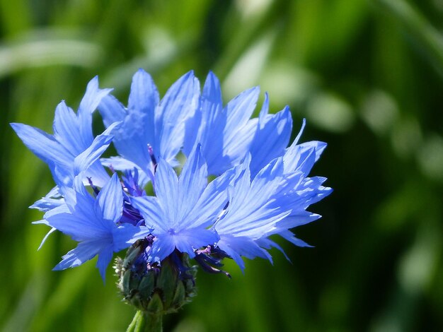 Zbliżenie Fioletowo-niebieskiego Kwiatu