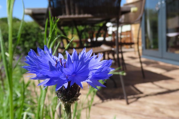 Zdjęcie zbliżenie fioletowo-niebieskiego kwiatu
