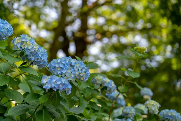 Zbliżenie Fioletowych Kwiatów Hortensji