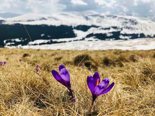 Zdjęcie zbliżenie fioletowych kwiatów kroku na lądzie
