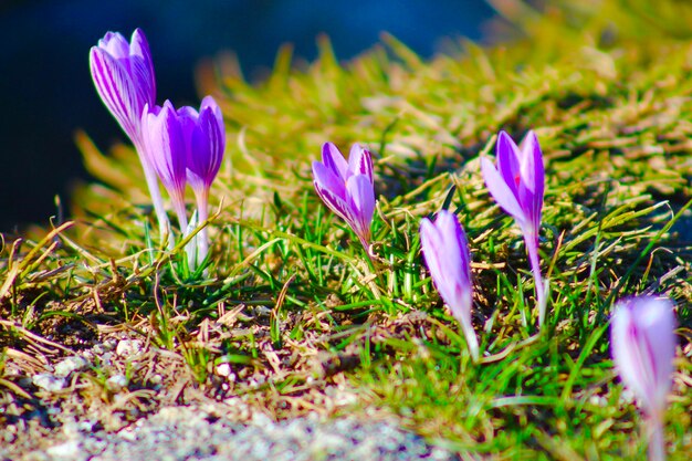 Zbliżenie fioletowych kwiatów krokusów na polu