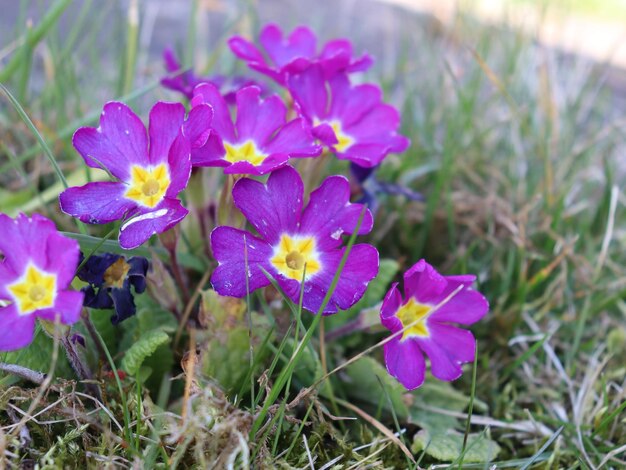 Zdjęcie zbliżenie fioletowych kwiatów krokusów na polu