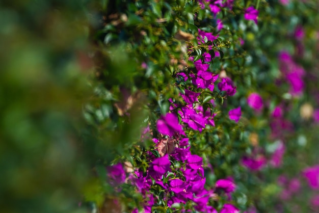 Zbliżenie fioletowych kwiatów krzewu ściennego lub Rhododendron ledebourii