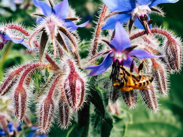 Zdjęcie zbliżenie fioletowych kwiatów pszczół