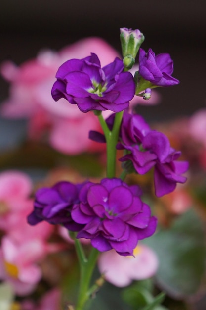 Zdjęcie zbliżenie fioletowych kwiatów