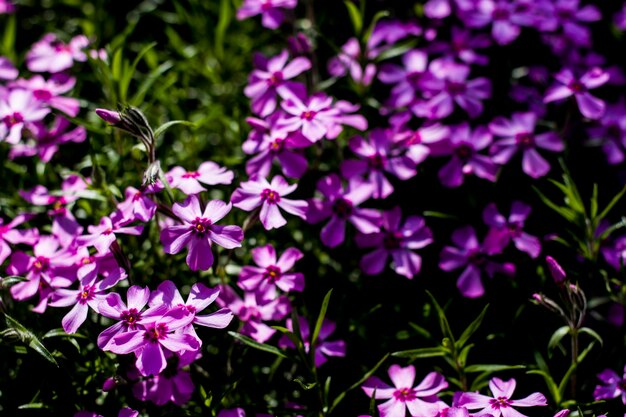 Zdjęcie zbliżenie fioletowych roślin kwitnących