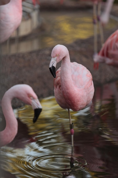 Zbliżenie flamingów