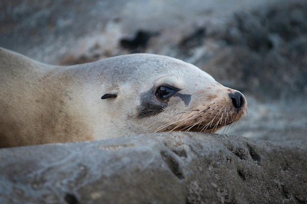 Zbliżenie Foka. Foki Na Skalistym Brzegu Plaży. Arctocephalus Forsteri.