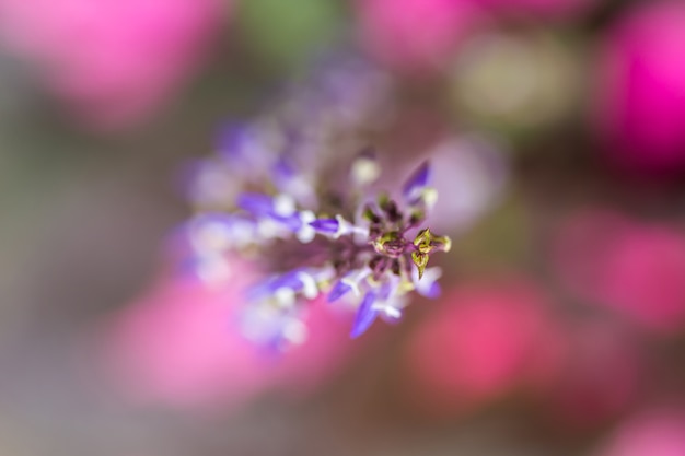 Zbliżenie fotografia osetu wildflower w polu