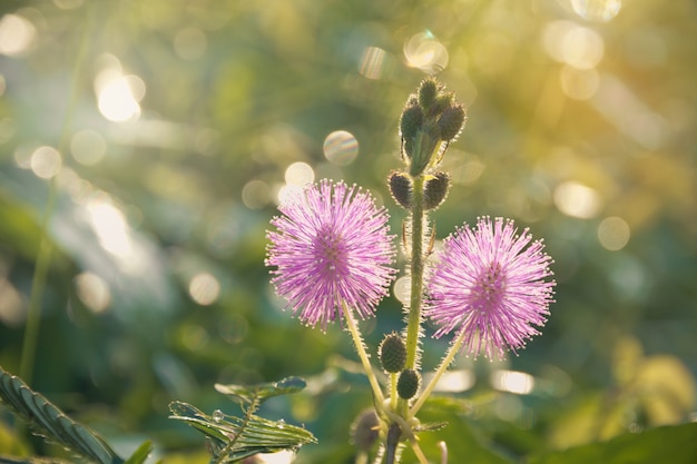 Zbliżenie fotografia osetu wildflower w polu