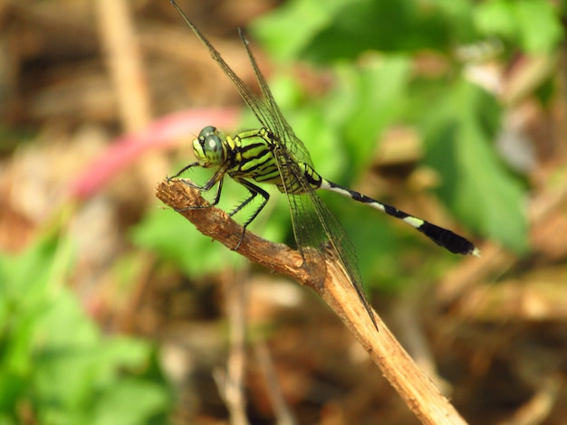 Zbliżenie fotografia zielony dragonfly umieszczający na gałąź drzewo