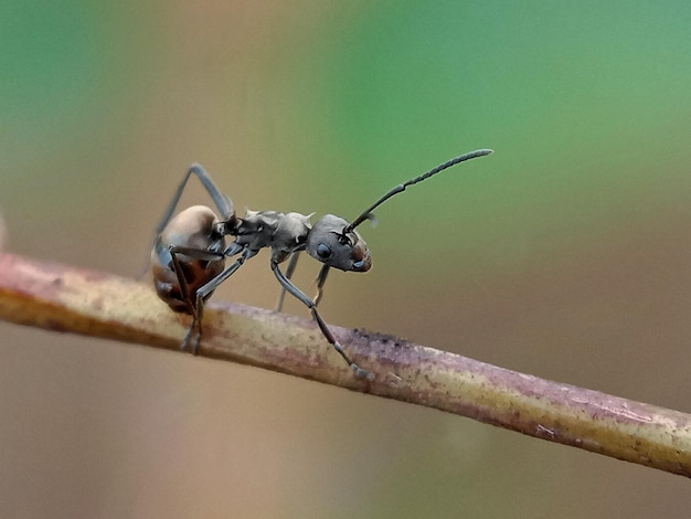 Zdjęcie zbliżenie fotografii makro mrówek ant animalia arthropoda insecta hymenoptera apokrita