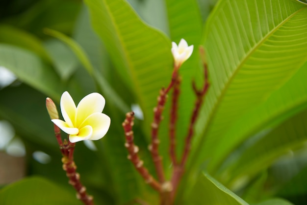 Zbliżenie Frangipani Kwitnące Na Zewnątrz