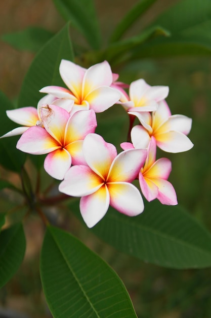 Zdjęcie zbliżenie frangipani na roślinie