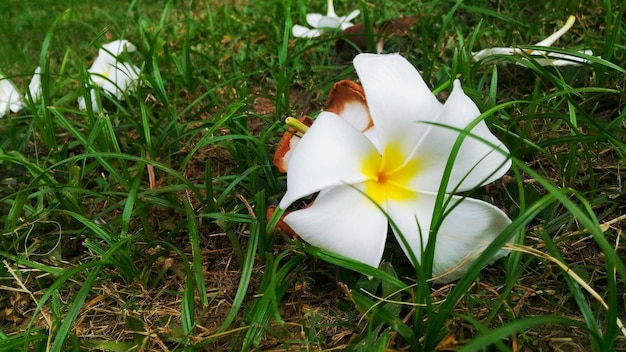 Zdjęcie zbliżenie frangipani na trawiastym polu