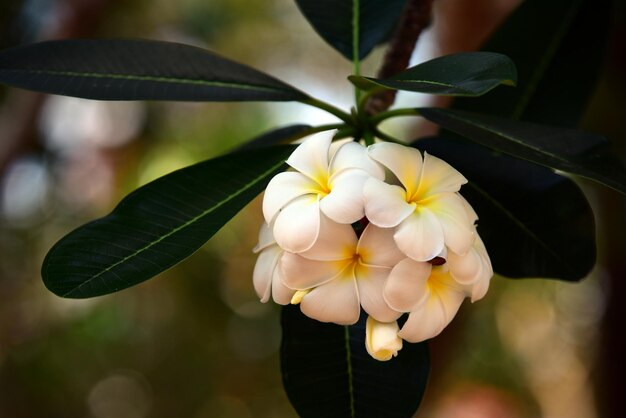 Zdjęcie zbliżenie frangipani