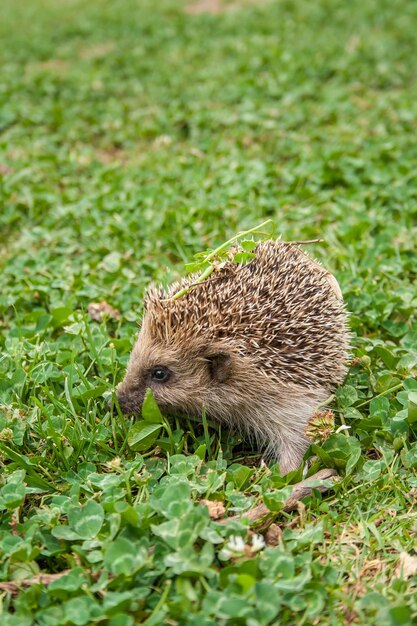 Zdjęcie zbliżenie gady na polu