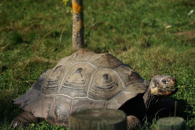 Zdjęcie zbliżenie gady na polu