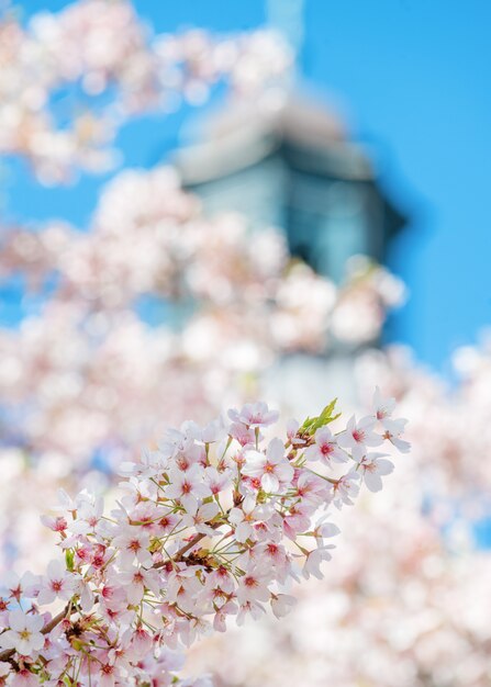 Zbliżenie gałąź biali kwiaty kwitnie przeciw urzędowi miasta i niebieskiemu niebu w wiosna ciepłym dniu