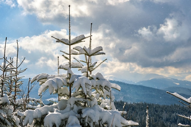 Zbliżenie gałęzi drzew sosny pokryte świeży padający śnieg w zimowym lesie górskim na zimny jasny dzień.