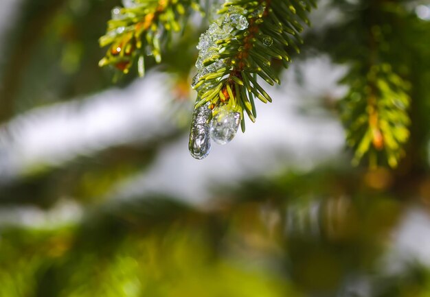 Zdjęcie zbliżenie gałęzi sosny w zimie