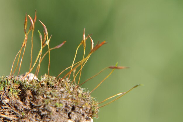 Zdjęcie zbliżenie gąsienicy na roślinie