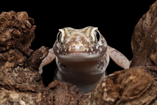 Zbliżenie gekona piaskowego na drewnie, zbliżenie głowy gekon piaskowy Stenodactylus petrii