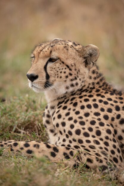 Zdjęcie zbliżenie geparda na trawie patrzącego do przodu
