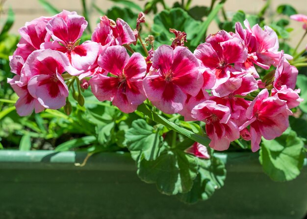 Zdjęcie zbliżenie geranium w ogrodzie