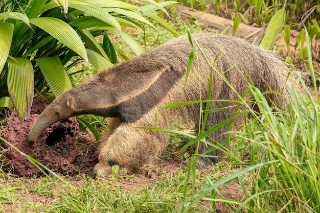 Zbliżenie Giant anteater kopanie termitów