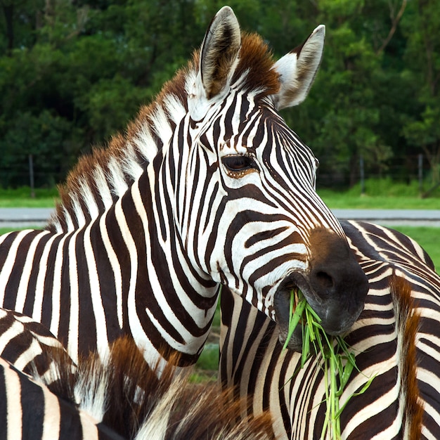 Zbliżenie głowa zebry, która jest w wielu stadach zebry.