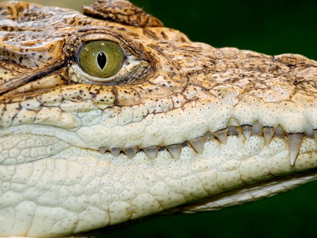 Zbliżenie Głowy Aligatora