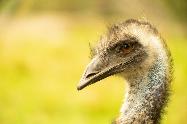 Zbliżenie głowy i szyi emu