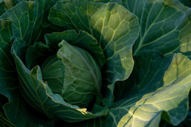 Zdjęcie zbliżenie głowy kapusty w ogrodzie przydatne zielone warzywo