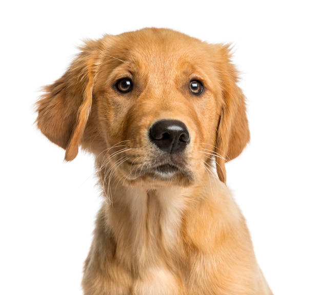 Zbliżenie: Golden Retreiver puppy przed białą ścianą