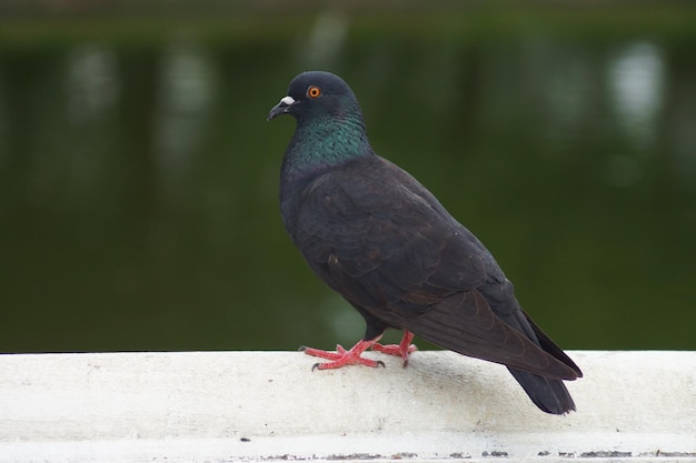 Zdjęcie zbliżenie gołębia siedzącego na balustradzie