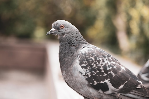 Zdjęcie zbliżenie gołębia siedzącego