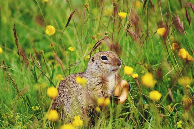 Zdjęcie zbliżenie gopher na polu