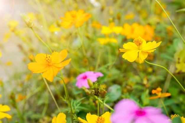Zbliżenie grupa żółtych i jasnofioletowych kwiatów z rozbłyskiem słonecznym w ogrodzie