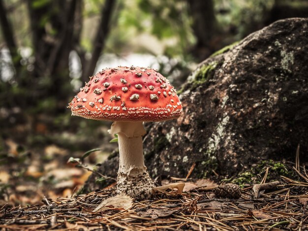 Zdjęcie zbliżenie grzyba agarowego na polu