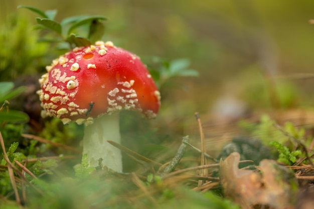Zbliżenie grzyba agarowej muchy rosnącego na polu