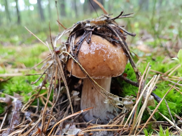 Zdjęcie zbliżenie grzyba na polu