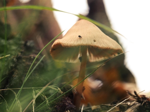 Zdjęcie zbliżenie grzyba na trawie