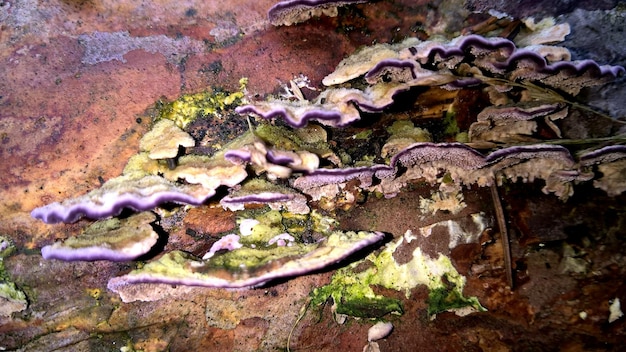 Zdjęcie zbliżenie grzyba rosnącego na drzewie