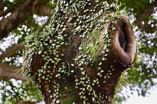 Zdjęcie zbliżenie grzyba rosnącego na pniu drzewa