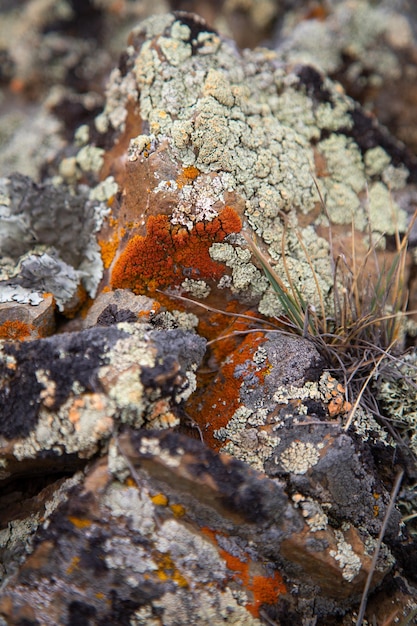 Zdjęcie zbliżenie grzyba rosnącego na skale